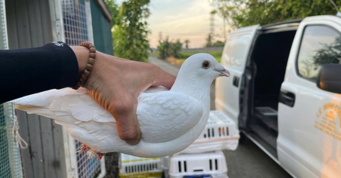 Việt Nam thả 500 bồ câu mừng Quốc khánh Lào