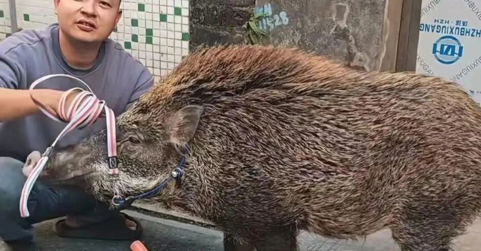 Lợn rừng chạy vào nhà gây xôn xao