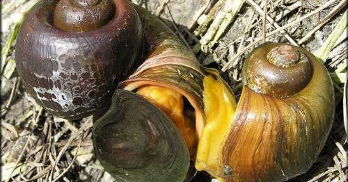 Lội ruộng bắt ốc bươu vàng ở Đà Nẵng