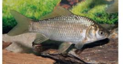 Cá diếc không xương dăm nhờ công nghệ chỉnh sửa gen