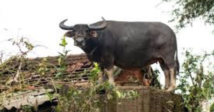 Trâu Kẹt Trên Mái Nhà Gây Xúc Động