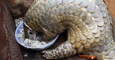 Ngăn chặn vận chuyển tê tê Java