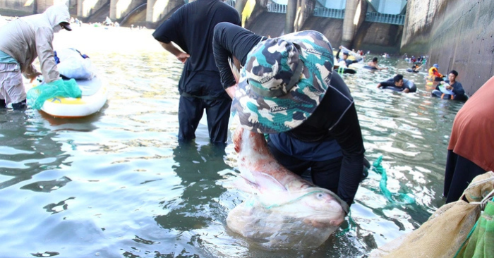 Ngày hội bắt cá khủng ở hồ Trị An