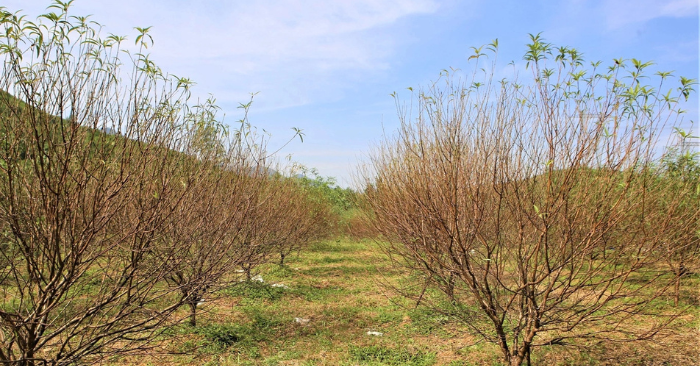 Đào phai chết hàng loạt, người dân Toàn Lưu kiệt sức vì mưa bão