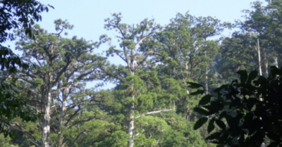 Phát hiện beo lửa tại Pù Hoạt: Loài thú giảm 80% thế giới lộ diện