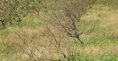 Đào phai chết hàng loạt, người dân Toàn Lưu kiệt sức vì mưa bão