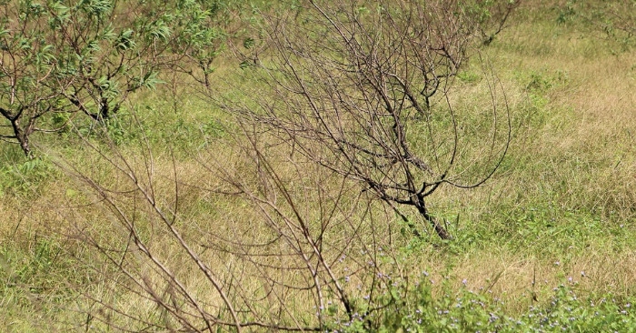 Đào phai chết hàng loạt, người dân Toàn Lưu kiệt sức vì mưa bão