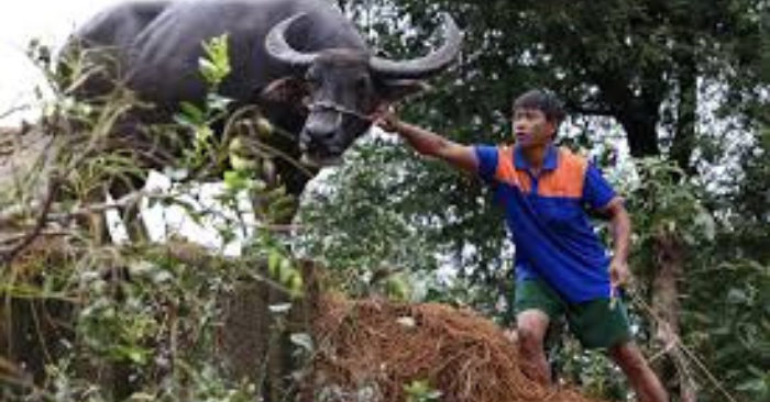 Trâu Kẹt Trên Mái Nhà Gây Xúc Động