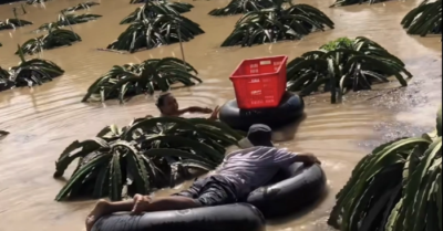 Thiệt hại thanh long 80 triệu: Bất lực nhìn cây thối rễ giữa lũ lụt