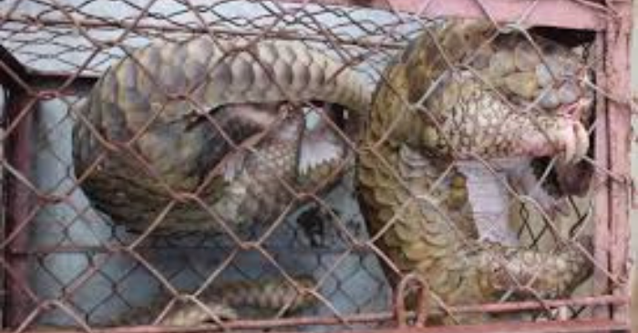 Ngăn chặn vận chuyển tê tê Java