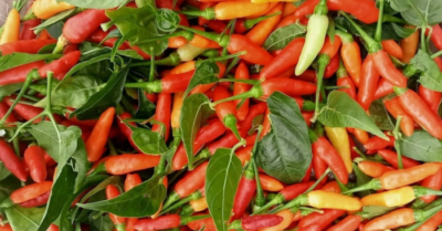 Giá ớt tăng kỷ lục, đắt ngang thịt bò tại TP HCM