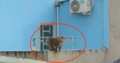 Khỉ hoang tấn công người trong quán ăn ở Đồng Nai