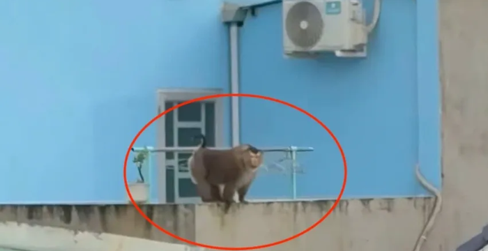 Khỉ hoang tấn công