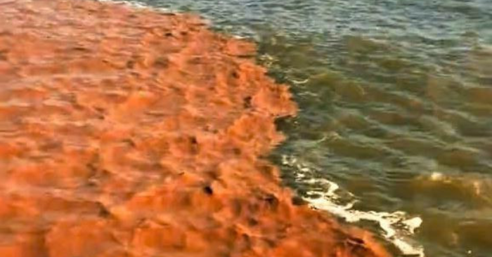 hiện tượng hai màu nước Cà Mau