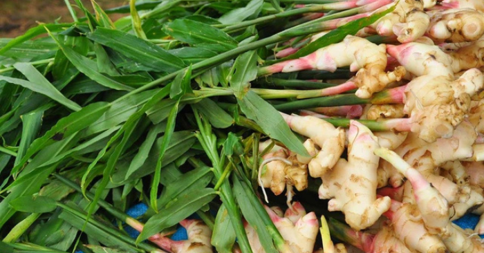 Ăn gừng có hại với 4 nhóm người này