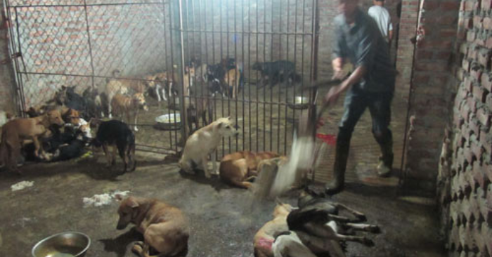 Công an đột kích lò mổ chó tại Đà Nẵng