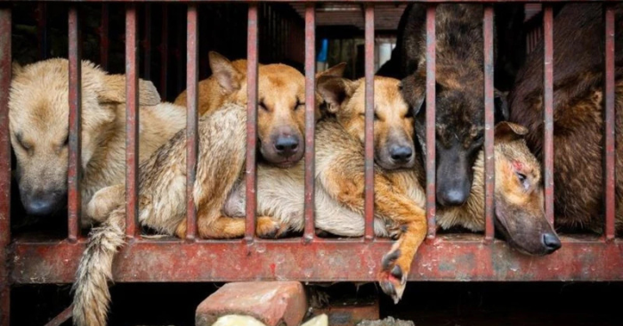 Công an đột kích lò mổ chó tại Đà Nẵng