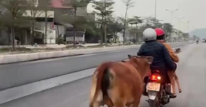 Cảnh bò mẹ đuổi theo bò con bị gãy chân