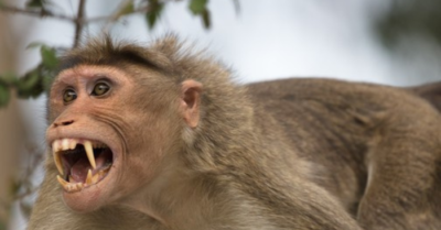 Khỉ hoang tấn công người dân bản Cốc Lắc ở Sơn La