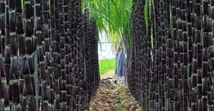 Mía nấu với gừng