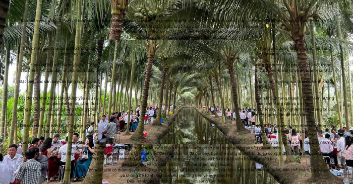 Đám cưới “triệu view” ở miền Tây: Chú rể đãi 80 bàn tiệc giữa vườn dừa xanh mát