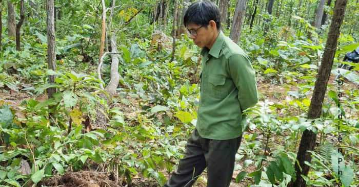 voi rừng tấn công