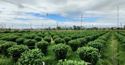 Sâu bệnh tấn công làng hoa cúc Nghĩa Hiệp, nông dân lo mất Tết