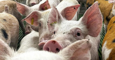 Dịch tả lợn: Tây Ban Nha điều tra nghi vấn rò rỉ virus từ phòng thí nghiệm