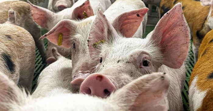 Dịch tả lợn: Tây Ban Nha điều tra nghi vấn rò rỉ virus từ phòng thí nghiệm