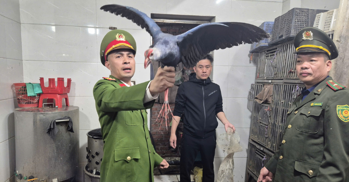 Thu giữ hơn 100 cá thể chim hoang dã