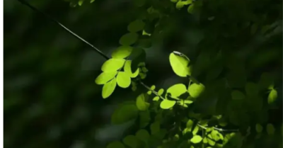 Mơ thấy người thân hoặc bạn bè đã khuất thường mang ba ý nghĩa này