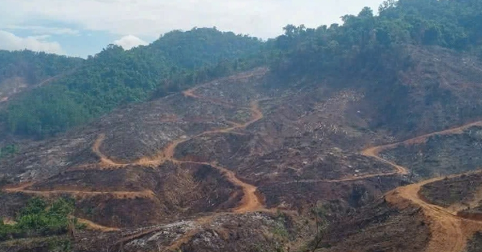 Khởi tố vụ phá rừng gần 98 ha tại Gia Lai