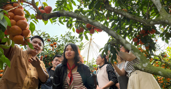 Vườn cam quả dày như chùm nho