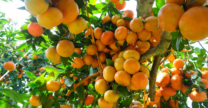 Vườn cam quả dày như chùm nho