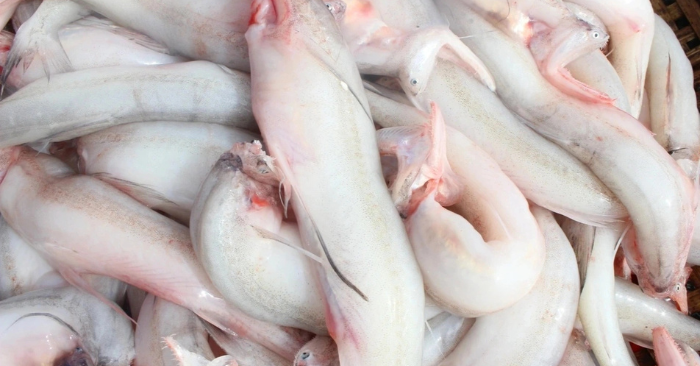 Cá cháo dư lượng formol