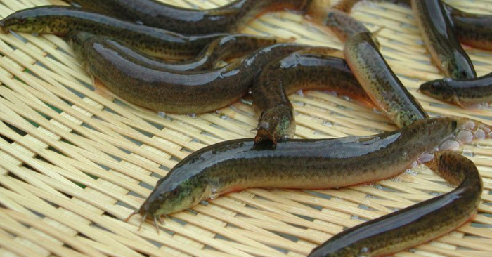 Cá trạch – món ngon quê giàu dinh dưỡng