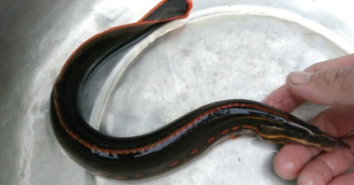 Cá trạch – món ngon quê giàu dinh dưỡng