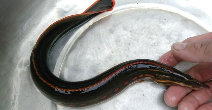 Cá trạch – món ngon quê giàu dinh dưỡng