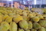 Áp dụng thí điểm tem xác thực điện tử cho sầu riêng xuất khẩu