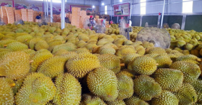 Áp dụng thí điểm tem xác thực điện tử cho sầu riêng xuất khẩu