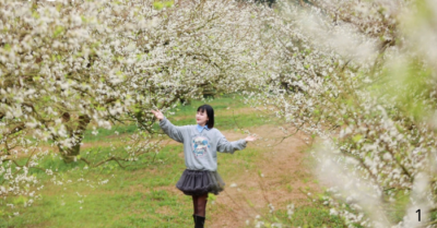 Mộc Châu trở thành điểm đến hấp dẫn du khách dịp Tết Dương lịch 2026