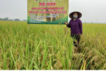 lúa phát thải thấp nâng giá trị hạt gạo Việt