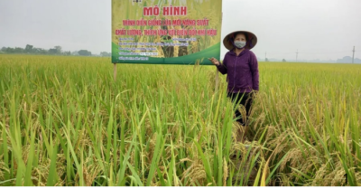 lúa phát thải thấp nâng giá trị hạt gạo Việt
