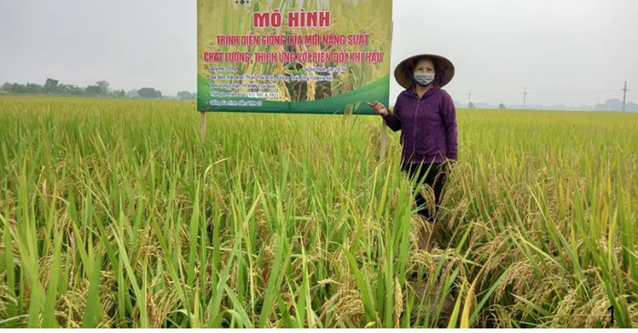 lúa phát thải thấp nâng giá trị hạt gạo Việt