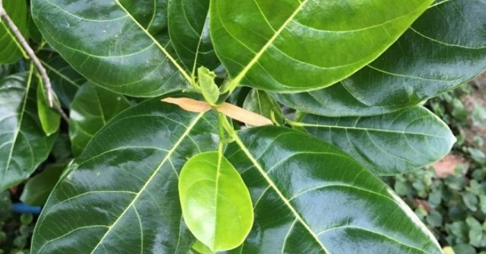 Lá mít giàu hoạt chất chống oxy hóa và kháng viêm. Khi dùng đúng cách, loại lá quen thuộc này có thể hỗ trợ tiêu viêm, làm đẹp da, lợi sữa và ổn định đường huyết