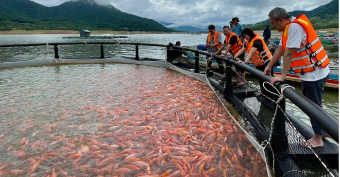 Cá điêu hồng Gia Lai chinh phục thị trường Nhật Bản