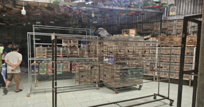 Cảnh báo vi phạm từ thú chơi chim cảnh rừng