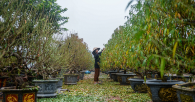 Làng đào, làng quất Nhật Tân tất bật vào vụ tuốt lá, uốn thế đón Tết