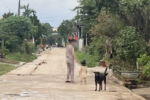 Bị chó cắn nhưng giấu gia đình, bé trai 6 tuổi ở Gia Lai tử vong vì bệnh dại