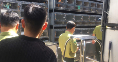 Rồng Nam Mỹ bị phát hiện nuôi nhốt trái phép tại TPHCM